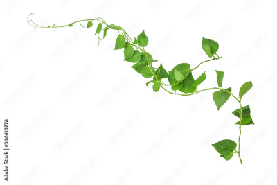 image to crop