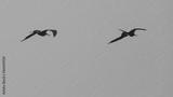 preview bw