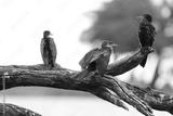 preview bw