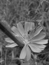 preview bw
