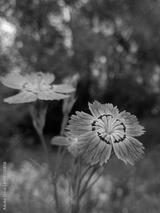preview bw