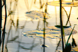 preview original