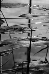 preview bw