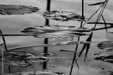 preview bw