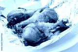 preview cold