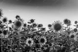 preview bw