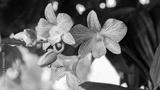 preview bw