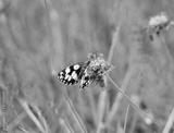 preview bw
