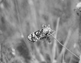 preview bw