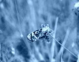 preview cold