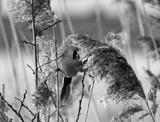 preview bw
