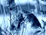 preview cold