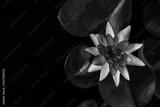 preview bw
