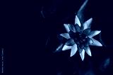 preview cold