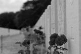 preview bw