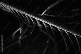 preview bw