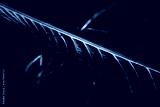 preview cold