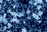preview cold