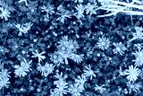 preview cold