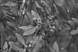 preview bw