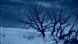 preview cold
