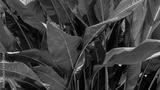 preview bw