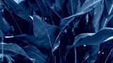 preview cold