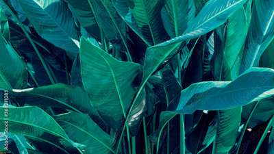 image to crop