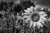 preview bw