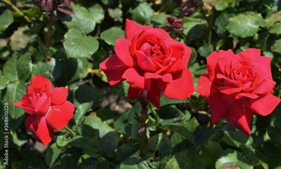 image to crop