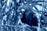preview cold