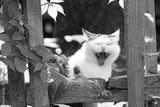 preview bw