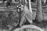 preview bw
