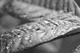 preview bw