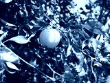preview cold