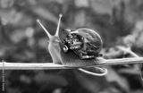 preview bw