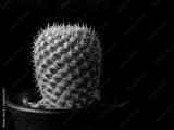 preview bw