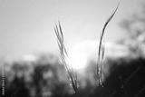 preview bw