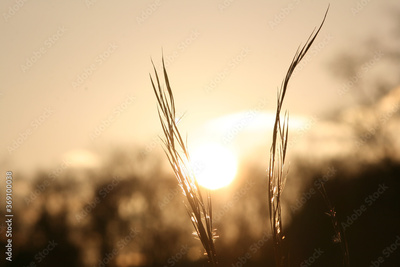 image to crop