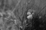 preview bw