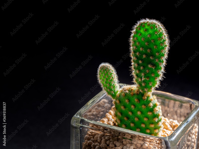 image to crop