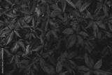 preview bw