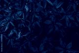 preview cold