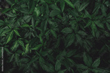 preview original