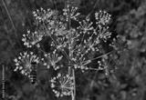 preview bw