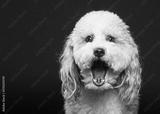 preview bw