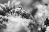preview bw