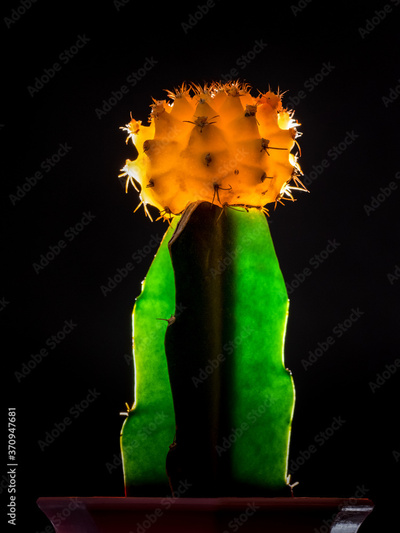 image to crop