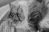 preview bw