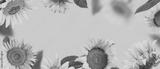 preview bw